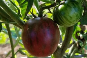 Shipped Tomato Plants (Pre-order Spring & Summer 2024)