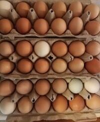 Pasture Raised Organic Fed Eggs From Happy & Healthy Hens 3 Dozen On-Farm Pick-up