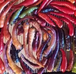 Cayenne Pepper Collection 4 Pack OG