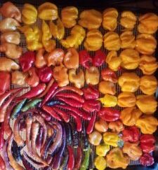 Competition Pepper 100 PK OG Labeled Peppers Free Shipping Pre-Order 2026