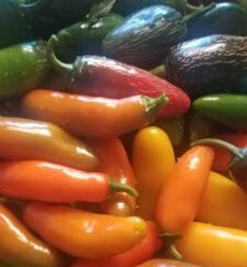 Jalapeno Pumpkin Spice Shipped Peppers 1 Pound OG Free Shipping Pre-Order 2026