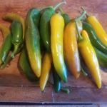 Tequila Sunrise Organic Pepper Plant 2 Pack