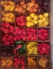 Medium - Hot Heat Assorted Peppers 1 Pound OG Free Shipping Pre-Order 2026