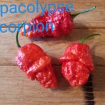 Apocalypse Scorpion Shipped Peppers 1 Pound OG Free Shipping Pre-Order 2026
