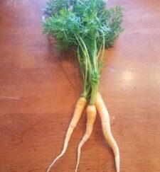 Carrots Bunched Organic