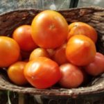 Tomato 10 lb Red OG Slicers/Beefsteaks