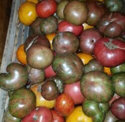 Local Pick-up Tomato Plants Organic