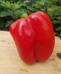 Red Organic Bell Pepper Plant 2 Pack