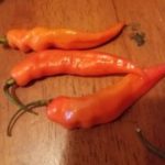 Sugar Rush Peach Shipped Peppers 1 Pound OG Free Shipping Pre-Order 2026