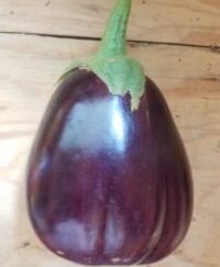 Local Pick-up Eggplant Plant Organic
