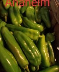 Anaheim Seeds (Isolated) Organic