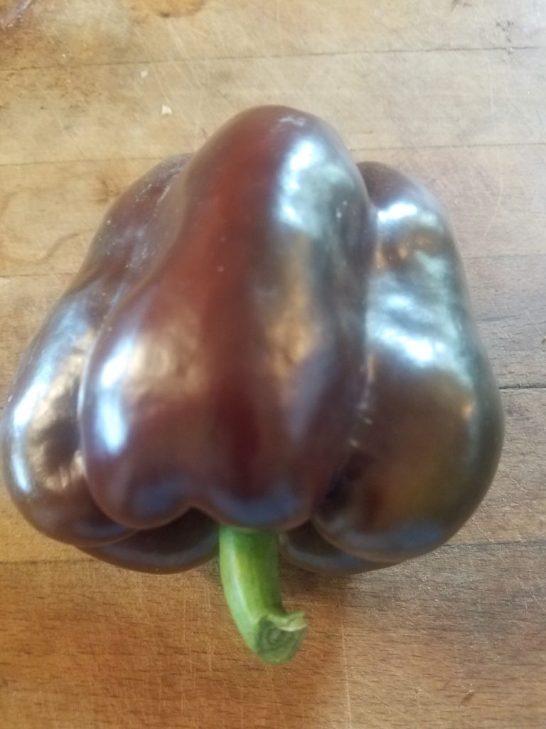 Chocolate Organic Bell Pepper Plant 2 Pack