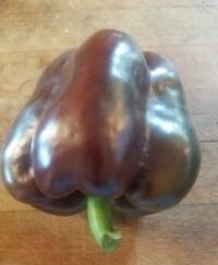 Chocolate Organic Bell Pepper Plant 2 Pack