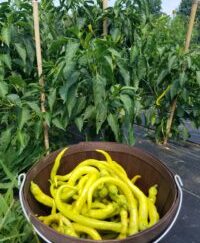 Corbaci Organic Pepper Plant 2 Pack