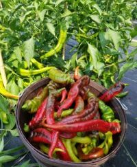 Sweet Jimmy Nardello Shipped Pepper Assorted 1.50 Pound OG Free Shipping Pre-Order 2026