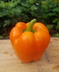 Orange Organic Bell Pepper Plant 2 Pack