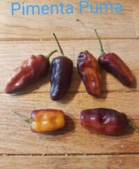 Puma (Habanero Type) Peppers 1 Pound OG Free Shipping Pre-Order 2026