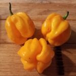 Assorted Habanero Peppers 1 Pound OG Pre-order 2026