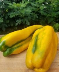 Yellow Monster Organic Bell Pepper Plant 2 Pack