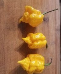 Yellow Trinidad Moruga Scorpion Shipped Peppers 1 Pound OG Free Shipping Pre-Order 2026