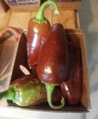 Jalapeno Brown Shipped Peppers 1 Pound OG Free Shipping Pre-Order 2026