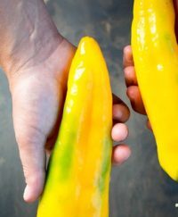 Sweet Italian Shipped Peppers 2.5 Pound OG Free Shipping Pre-Order 2026