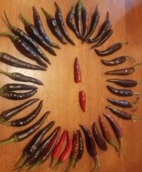 Cayenne Shipped Peppers Assorted 1 Pound OG Unlabeled Free Shipping Pre-Order 2026