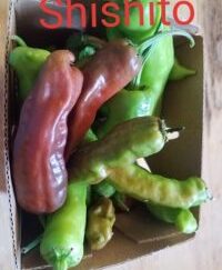 Shishito Sweet Pepper Seeds