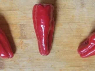 Pimiento de Padron Pepper Seeds (Isolated) Organic