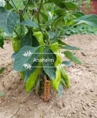Anaheim Organic Pepper Plant 2 Pack