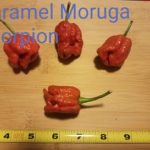 Caramel Moruga Scorpion Shipped Peppers 1 Pound OG Free Shipping Pre-Order 2026