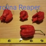 Carolina Reaper Shipped Peppers 1 Pound OG Free Shipping Pre-Order 2026