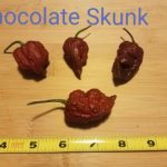 Chocolate Skunk Organic Pepper Plant 2 Pack