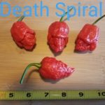 Death Spiral Organic Pepper Plant 2 Pack