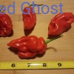 Red Ghost(The original)  Pepper Pepper Seeds (Isolated)