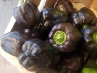 Purple Organic Bell Pepper Plant 2 Pack