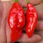 Paper Lantern Habanero Peppers 1 Pound Organic Pre-Order 2026