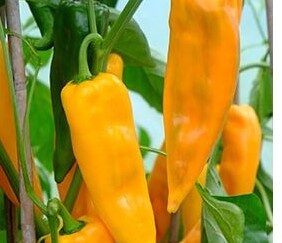 Sweet Italian Pepper Collection 4 Pack OG