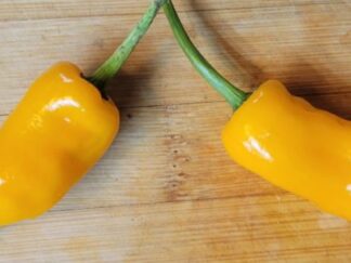 Datil Pepper Seeds (Isolated) Organic