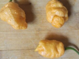 Thor's Hammer Peach Organic Pepper Seeds (Isolated)
