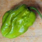 7 Pot Evergreen Pepper Seeds (Isolated)  Organic