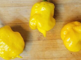 7 Pot Yellow Pepper Seeds (Isolated)  Organic