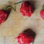 Butch T Scorpion Red Organic Pepper Plant 2 Pack
