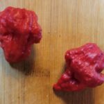 MA Wartryx Organic Pepper Plant 2 Pack