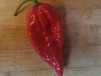 Moruglah Pepper Seeds (Isolated)  Organic