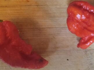 Red Naga BBG7  Pepper Seeds (Isolated)  Organic Not Fully Stable