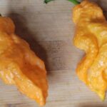 Orange Cream Bhut Jolokia Organic Pepper Plant 2 Pack