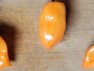 Orange Habanero Pepper Seeds (Isolated)  Organic