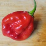 Habanero Pepper Collection 4 Pack OG