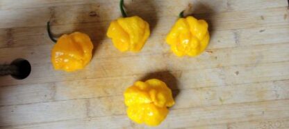 Yellow Jamaican Scotch Bonnet Organic Pepper Plant 2 Pack